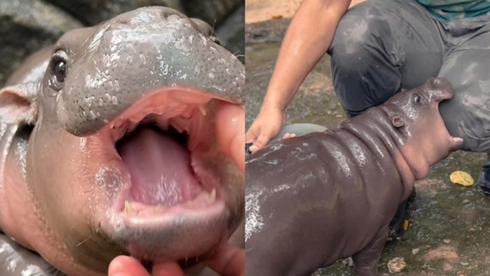 Moo Deng, a 2-month-old pygmy hippo from Khao Kheow Open Zoo, has captured the hearts of millions online Moo Deng, a 2-month-old pygmy hippo from Khao Kheow Open Zoo, has captured the hearts of millions online