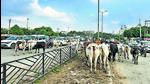 This is the third incident of death due to stray cattle in past month, indicating the growing crisis in the city. (REPRESENTATIVE PHOTO) This is the third incident of death due to stray cattle in past month, indicating the growing crisis in the city. (REPRESENTATIVE PHOTO)