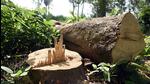 Tree felling is a major part of environmental clearance requests in Delhi-NCR. (Photo for representation) Tree felling is a major part of environmental clearance requests in Delhi-NCR. (Photo for representation)
