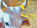 A cow in UP taped with the reflective, fluorescent tape. (HT Photo) A cow in UP taped with the reflective, fluorescent tape. (HT Photo)