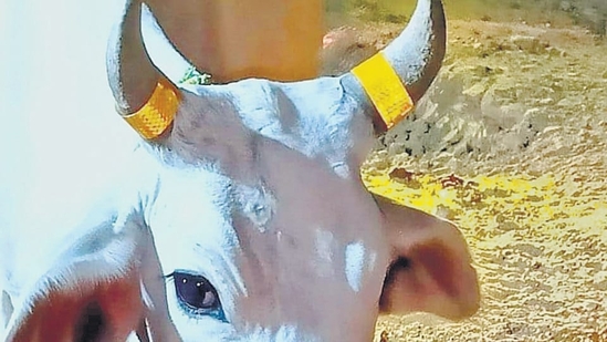 A cow in UP taped with the reflective, fluorescent tape. (HT Photo) A cow in UP taped with the reflective, fluorescent tape. (HT Photo)