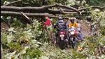 An uprooted tree blocking the Khalini-ISBT bypass in Shimla after heavy rain. (Deepak Sansra/HT) An uprooted tree blocking the Khalini-ISBT bypass in Shimla after heavy rain. (Deepak Sansra/HT)