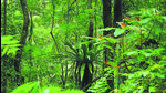 Tree felling is set to be carried out in phases between 2025 and 2047, with the first phase targeting 9.26 sq km (Manish Chandi/HT Photo) Tree felling is set to be carried out in phases between 2025 and 2047, with the first phase targeting 9.26 sq km (Manish Chandi/HT Photo)