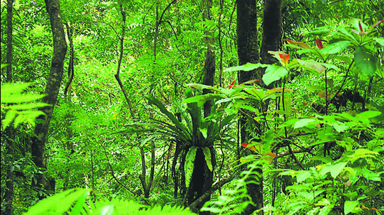 Tree felling is set to be carried out in phases between 2025 and 2047, with the first phase targeting 9.26 sq km (Manish Chandi/HT Photo) Tree felling is set to be carried out in phases between 2025 and 2047, with the first phase targeting 9.26 sq km (Manish Chandi/HT Photo)