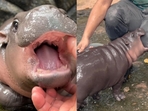Moo Deng, a 2-month-old pygmy hippo from Khao Kheow Open Zoo, has captured the hearts of millions online Moo Deng, a 2-month-old pygmy hippo from Khao Kheow Open Zoo, has captured the hearts of millions online
