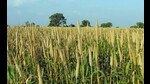 Additionally, the government has also increased the minimum support price of the millets. (FOR REPRESENTATION) Additionally, the government has also increased the minimum support price of the millets. (FOR REPRESENTATION)