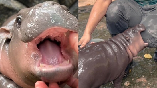 Moo Deng, a 2-month-old pygmy hippo from Khao Kheow Open Zoo, has captured the hearts of millions online Moo Deng, a 2-month-old pygmy hippo from Khao Kheow Open Zoo, has captured the hearts of millions online