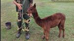BSF said the alpaca was rescued by troops of the Banpur Border Out Post, 32nd Battalion while performing operational duties at International Border in Nadia district (X/BSF_SOUTHBENGAL) BSF said the alpaca was rescued by troops of the Banpur Border Out Post, 32nd Battalion while performing operational duties at International Border in Nadia district (X/BSF_SOUTHBENGAL)