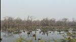 A view of the damaged trees at the wetland. The Greater Noida additional CEO directed immediate construction of a 700m long RCC drain to divert the wastewater from Ecotech 3 Sector and Police Lines into an existing drain along DSC Road. (HT Photo) A view of the damaged trees at the wetland. The Greater Noida additional CEO directed immediate construction of a 700m long RCC drain to divert the wastewater from Ecotech 3 Sector and Police Lines into an existing drain along DSC Road. (HT Photo)