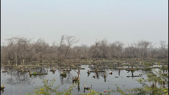 A view of the damaged trees at the wetland. The Greater Noida additional CEO directed immediate construction of a 700m long RCC drain to divert the wastewater from Ecotech 3 Sector and Police Lines into an existing drain along DSC Road. (HT Photo) A view of the damaged trees at the wetland. The Greater Noida additional CEO directed immediate construction of a 700m long RCC drain to divert the wastewater from Ecotech 3 Sector and Police Lines into an existing drain along DSC Road. (HT Photo)