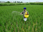 A farmer sprinkles fertiliser over crops at a rice field on the outskirts of Amritsar. (Photo by Narinder NANU / AFP) (AFP) A farmer sprinkles fertiliser over crops at a rice field on the outskirts of Amritsar. (Photo by Narinder NANU / AFP) (AFP)