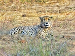 Excess rainfall postpones full access to cheetahs in Madhya Pradesh.(File ) Excess rainfall postpones full access to cheetahs in Madhya Pradesh.(File )