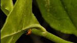 Fireflies naturally regulate the mosquito population by preying upon them and thus, are a sign of a healthy ecosystem. (Photo courtesy: Ashir Kumar) Fireflies naturally regulate the mosquito population by preying upon them and thus, are a sign of a healthy ecosystem. (Photo courtesy: Ashir Kumar)