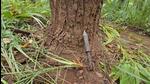 A live ammunition at the site of the encounter in Chhattisgarh. (HT Photo) A live ammunition at the site of the encounter in Chhattisgarh. (HT Photo)