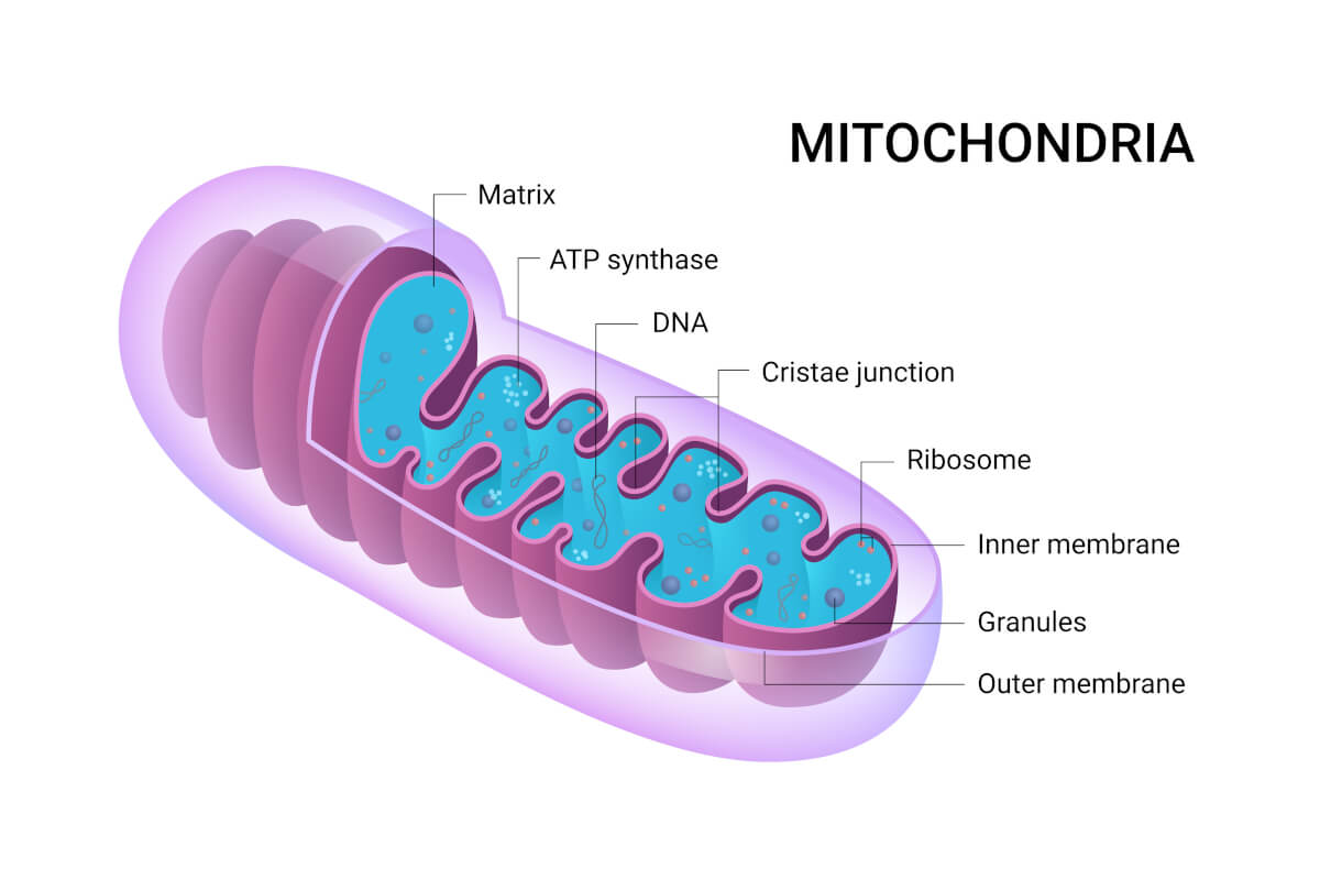 Diagram of Mitochondria(L.Darin – stock.adobe.com) Diagram of Mitochondria(L.Darin – stock.adobe.com)