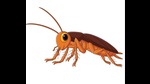 Is that you, Blattella asahinai? (Adobe Stock) Is that you, Blattella asahinai? (Adobe Stock)