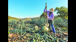 Spirits such as tequila, mezcal, pulque and raicilla are made from the stem and bulb of different variants of the agave plant. (Adobe Stock) Spirits such as tequila, mezcal, pulque and raicilla are made from the stem and bulb of different variants of the agave plant. (Adobe Stock)