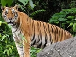Similipal Tiger Reserve of Mayurbhanj district is the biggest tiger reserve in Odisha. Similipal Tiger Reserve closed for tourists till Oct 28 due to Cyclone Dana (Representative Image) Similipal Tiger Reserve of Mayurbhanj district is the biggest tiger reserve in Odisha. Similipal Tiger Reserve closed for tourists till Oct 28 due to Cyclone Dana (Representative Image)