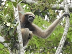 A female Hoolock Gibbon. (Pragyan Sharma/WCS India) A female Hoolock Gibbon. (Pragyan Sharma/WCS India)