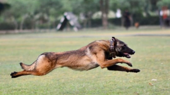 Phantom, a Belgian Malinois was an Indian Army assault dog. Phantom, a Belgian Malinois was an Indian Army assault dog.