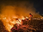 A farmer burns stubble after a harvest at a paddy field, on the outskirts of Amritsar. (PTI) A farmer burns stubble after a harvest at a paddy field, on the outskirts of Amritsar. (PTI)