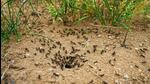 A close-up of an any colony. (Shutterstock Photo) A close-up of an any colony. (Shutterstock Photo)