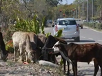 Cow Cow
