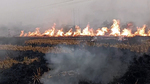 Stubble burning seen in a field, in Sangrur on Saturday. (ANI Photo) (ANI) Stubble burning seen in a field, in Sangrur on Saturday. (ANI Photo) (ANI)