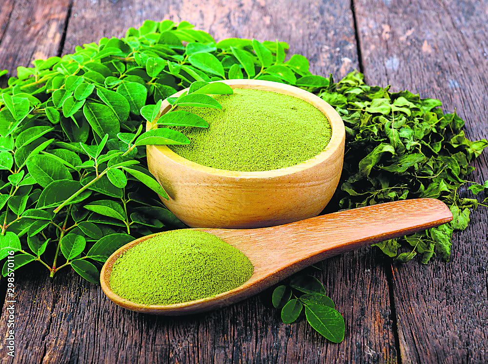 Moringa has amino acids and essential minerals, making it a potent skincare herb(adobe stock) Moringa has amino acids and essential minerals, making it a potent skincare herb(adobe stock)