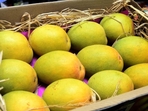 The mango kernel has again come under focus in Odisha after two women in the backward Kandhamal district died in a span of 12 hours last week while six others are in hospital after their meal of mango kernel gruel and fermented rice turned out to be poisonous. (REPRESENTATIVE PHOTO) The mango kernel has again come under focus in Odisha after two women in the backward Kandhamal district died in a span of 12 hours last week while six others are in hospital after their meal of mango kernel gruel and fermented rice turned out to be poisonous. (REPRESENTATIVE PHOTO)