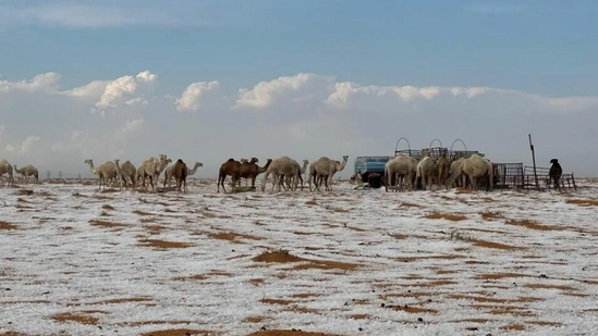 This is the 1st time Saudi Arabia's Al-Jawf saw snowfall This is the 1st time Saudi Arabia's Al-Jawf saw snowfall