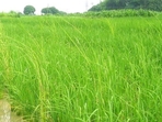 Maharashtra received an impressive 126% average rainfall in 2024, thereby managing to recover from the drought of 2023-24 that severely impacted the farming community. (HT PHOTO) Maharashtra received an impressive 126% average rainfall in 2024, thereby managing to recover from the drought of 2023-24 that severely impacted the farming community. (HT PHOTO)