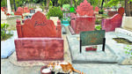 Amid a cluster of graves, a smelly cat is busy raiding a bowl of milk. (HT photo) Amid a cluster of graves, a smelly cat is busy raiding a bowl of milk. (HT photo)