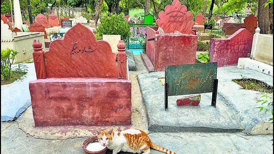 Amid a cluster of graves, a smelly cat is busy raiding a bowl of milk. (HT photo) Amid a cluster of graves, a smelly cat is busy raiding a bowl of milk. (HT photo)