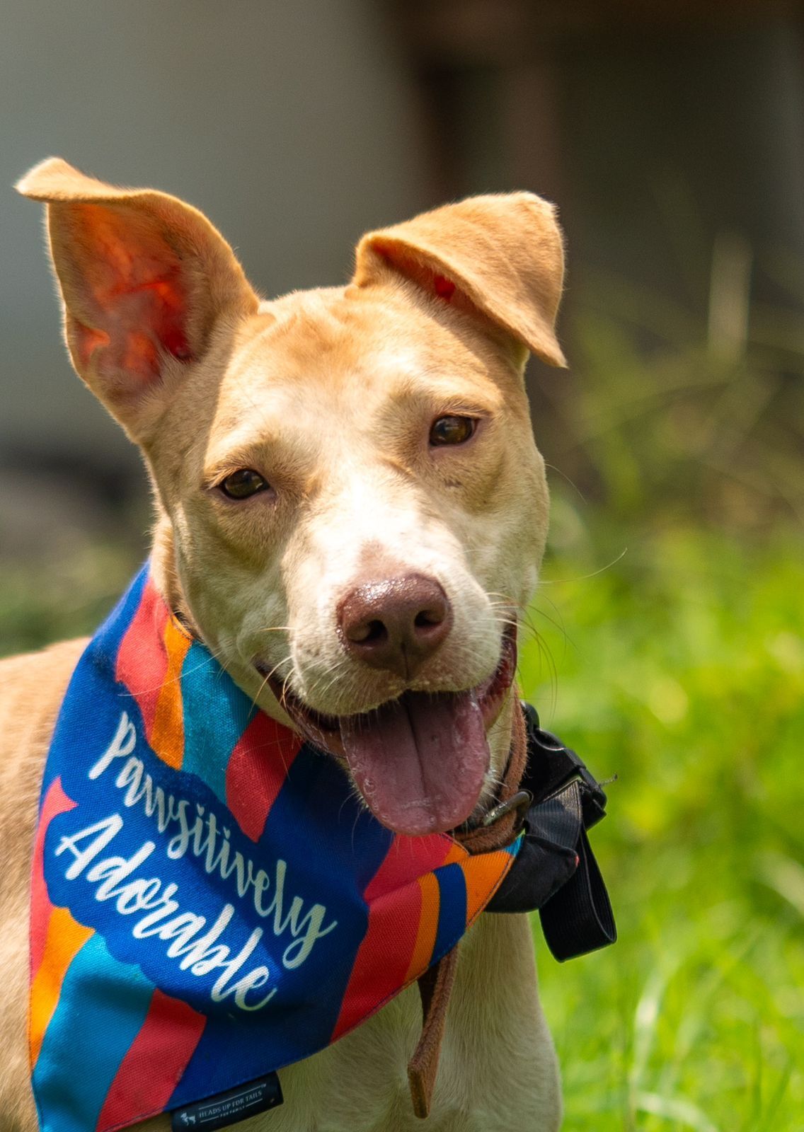 Goli is fantastic with other dogs as well as children. Goli is fantastic with other dogs as well as children.