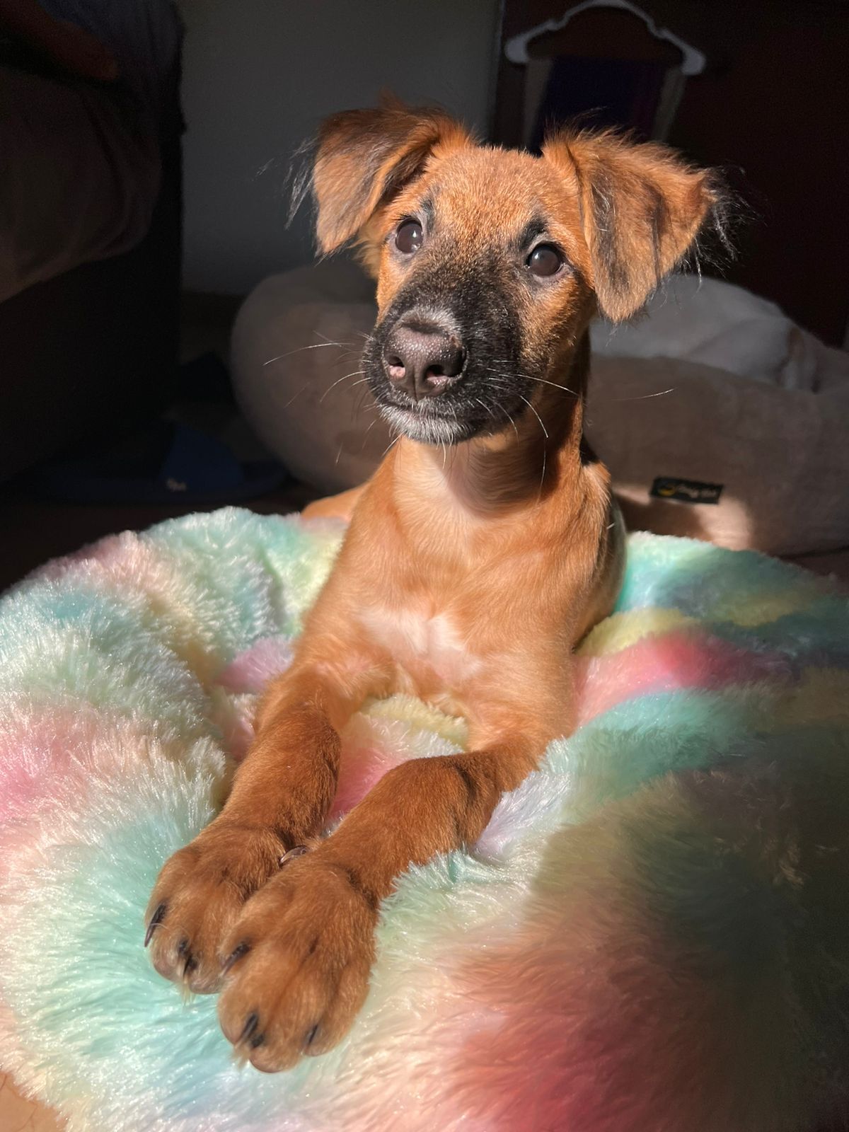 Purple is a gentle soul, who was rescued from an attack by territorial dogs when just 40 days old. Purple is a gentle soul, who was rescued from an attack by territorial dogs when just 40 days old.