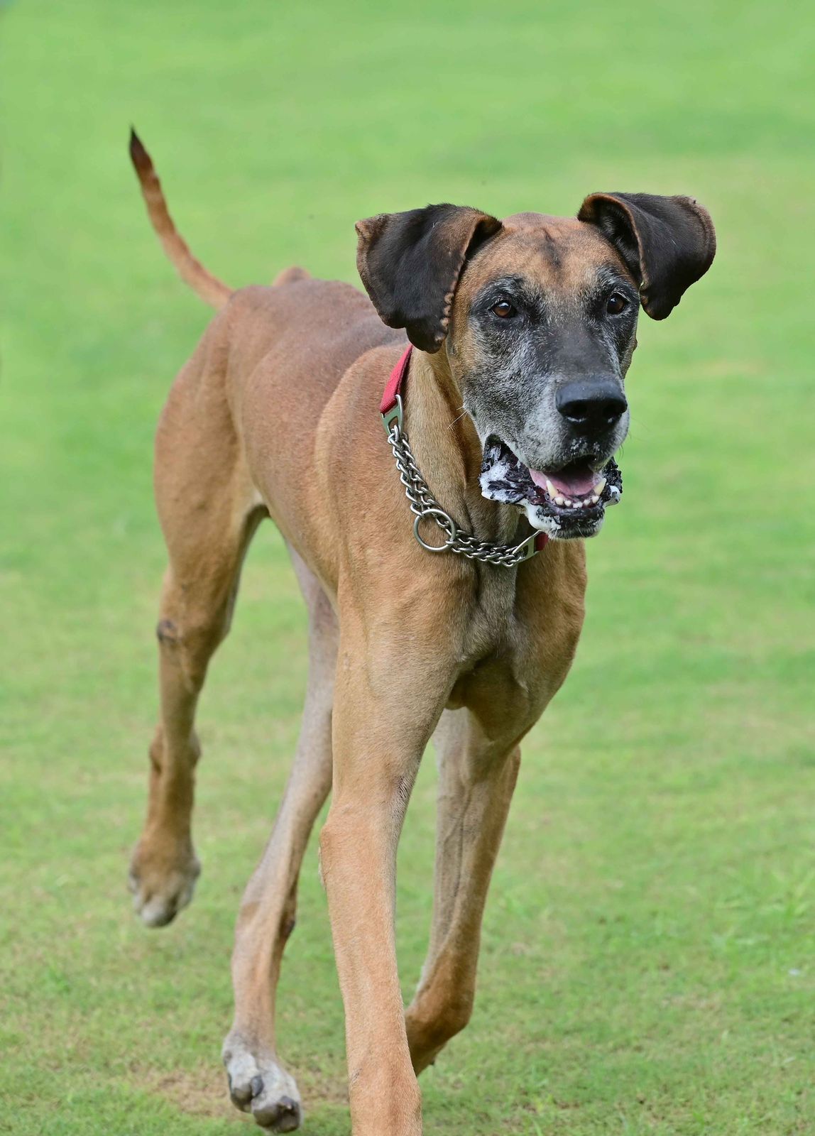 Uncle Sherlock is a gentle giant with a heart as big as him! Uncle Sherlock is a gentle giant with a heart as big as him!
