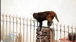 The primary component of the project is to capture at least 1,000 monkeys, with each capture estimated at a rate of <span class='webrupee'>₹</span>2,500. (Sunil Ghosh/HT Photo) The primary component of the project is to capture at least 1,000 monkeys, with each capture estimated at a rate of <span class='webrupee'>₹</span>2,500. (Sunil Ghosh/HT Photo)