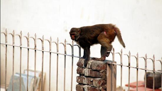 The primary component of the project is to capture at least 1,000 monkeys, with each capture estimated at a rate of <span class='webrupee'>₹</span>2,500. (Sunil Ghosh/HT Photo) The primary component of the project is to capture at least 1,000 monkeys, with each capture estimated at a rate of <span class='webrupee'>₹</span>2,500. (Sunil Ghosh/HT Photo)