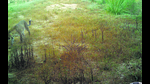 The leopard was spotted in camera trap in the sanctuary’s Kansal area on November 17, a first in over three years. (Source: Chandigarh department of forests and wildlife) The leopard was spotted in camera trap in the sanctuary’s Kansal area on November 17, a first in over three years. (Source: Chandigarh department of forests and wildlife)