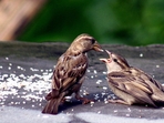 Speaking on Sunday on the nation's dwindling sparrow population, Prime Minister Narendra Modi stated that special measures are being taken to bring the bird back to life. Speaking on Sunday on the nation's dwindling sparrow population, Prime Minister Narendra Modi stated that special measures are being taken to bring the bird back to life.