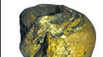 Experts said the fossil was a gastropod – a class of mollusk animals (snails or slugs) that are characterised by a spiral-like design on them. (HT Photo) Experts said the fossil was a gastropod – a class of mollusk animals (snails or slugs) that are characterised by a spiral-like design on them. (HT Photo)