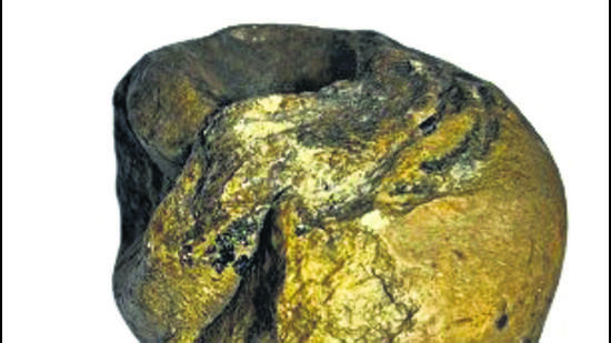 Experts said the fossil was a gastropod – a class of mollusk animals (snails or slugs) that are characterised by a spiral-like design on them. (HT Photo) Experts said the fossil was a gastropod – a class of mollusk animals (snails or slugs) that are characterised by a spiral-like design on them. (HT Photo)