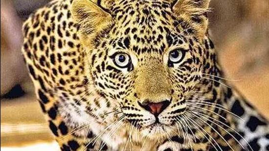 A postmortem of the leopard will be carried out before the carcass is burned by forest officials. (Representative file photo) A postmortem of the leopard will be carried out before the carcass is burned by forest officials. (Representative file photo)