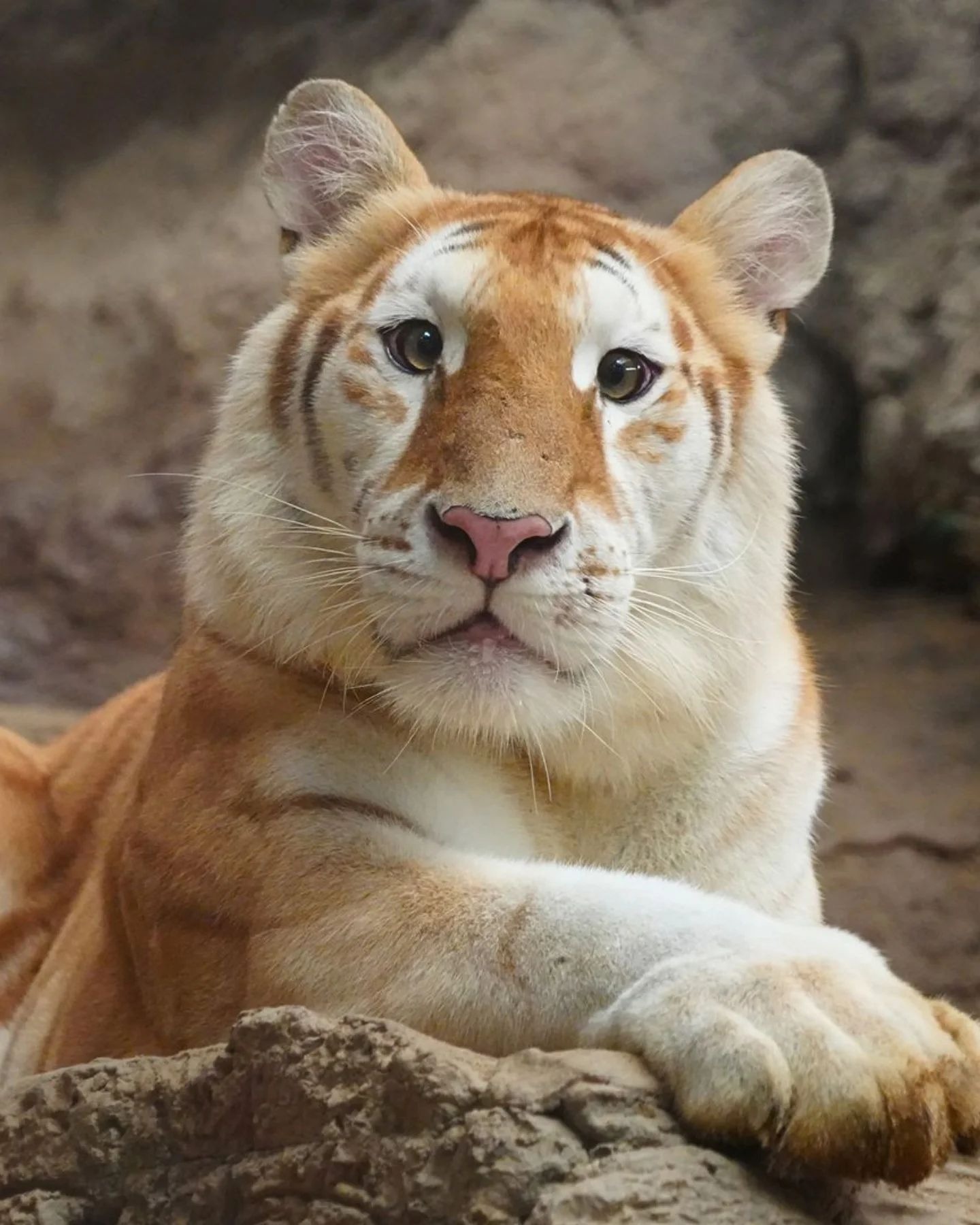 Ava the tiger recently has caught everyone's attention (instagram) Ava the tiger recently has caught everyone's attention (instagram)