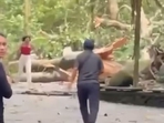 A massive tree fell inside Monkey Forest in Ubud, Bali, on Tuesday.(Instagram/balilivin) A massive tree fell inside Monkey Forest in Ubud, Bali, on Tuesday.(Instagram/balilivin)