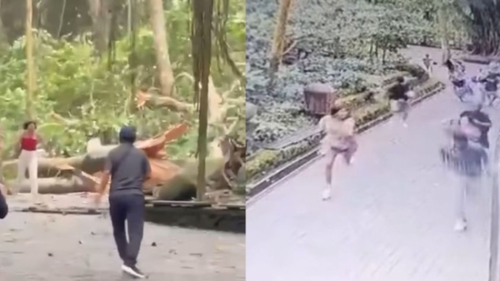 A massive tree fell inside Monkey Forest in Ubud, Bali, on Tuesday.(Instagram/balilivin) A massive tree fell inside Monkey Forest in Ubud, Bali, on Tuesday.(Instagram/balilivin)