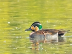 Baikal teal (Photo: Ashray Kamath) Baikal teal (Photo: Ashray Kamath)