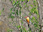 A species of bird(Isheta Salgaocar) A species of bird(Isheta Salgaocar)