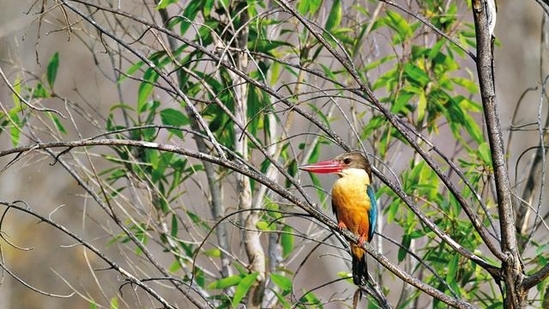 A species of bird(Isheta Salgaocar) A species of bird(Isheta Salgaocar)